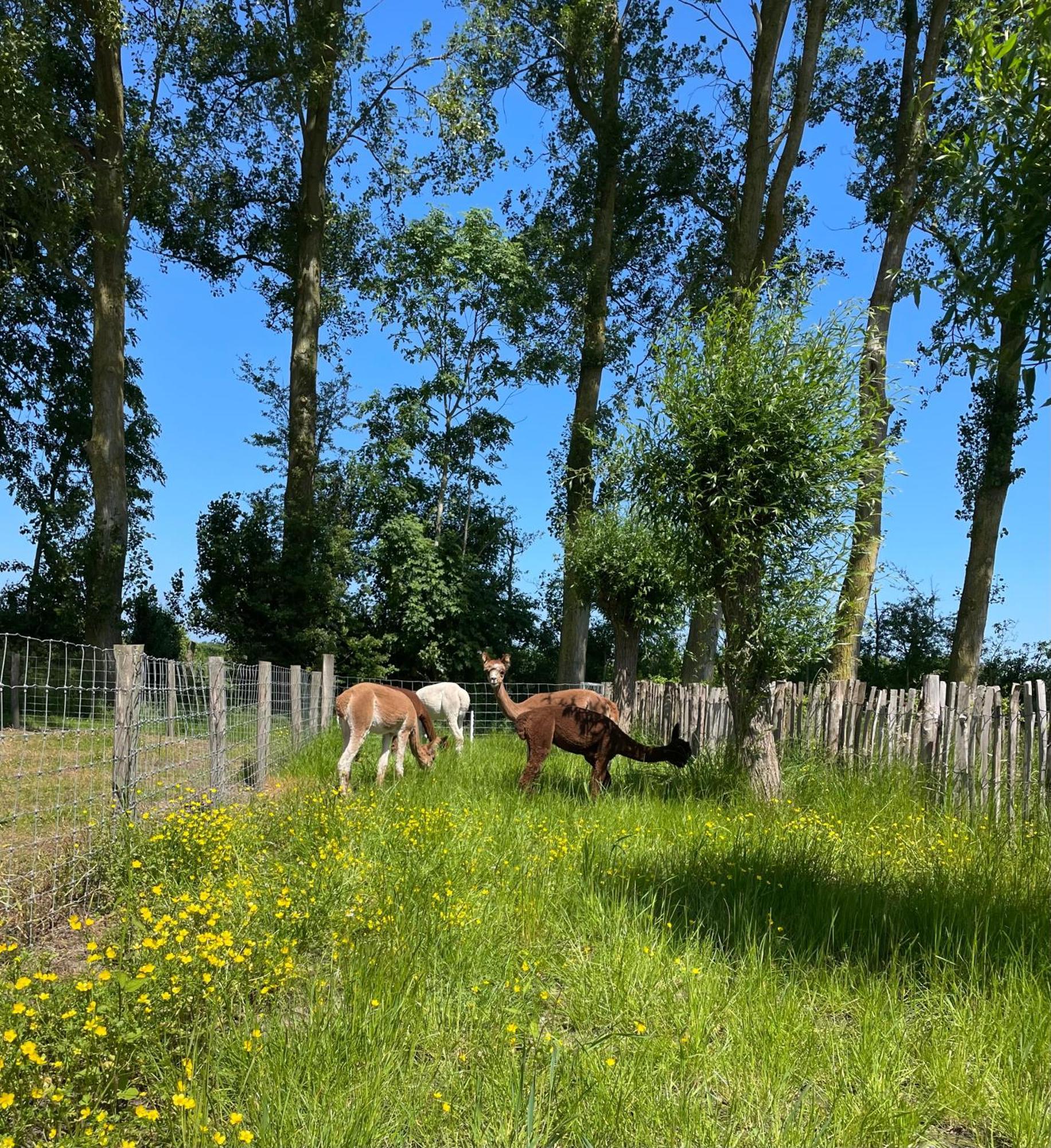 Nieuw Landelijk Vakantiehuis Aan Zee Oostkapelle Zewnętrze zdjęcie